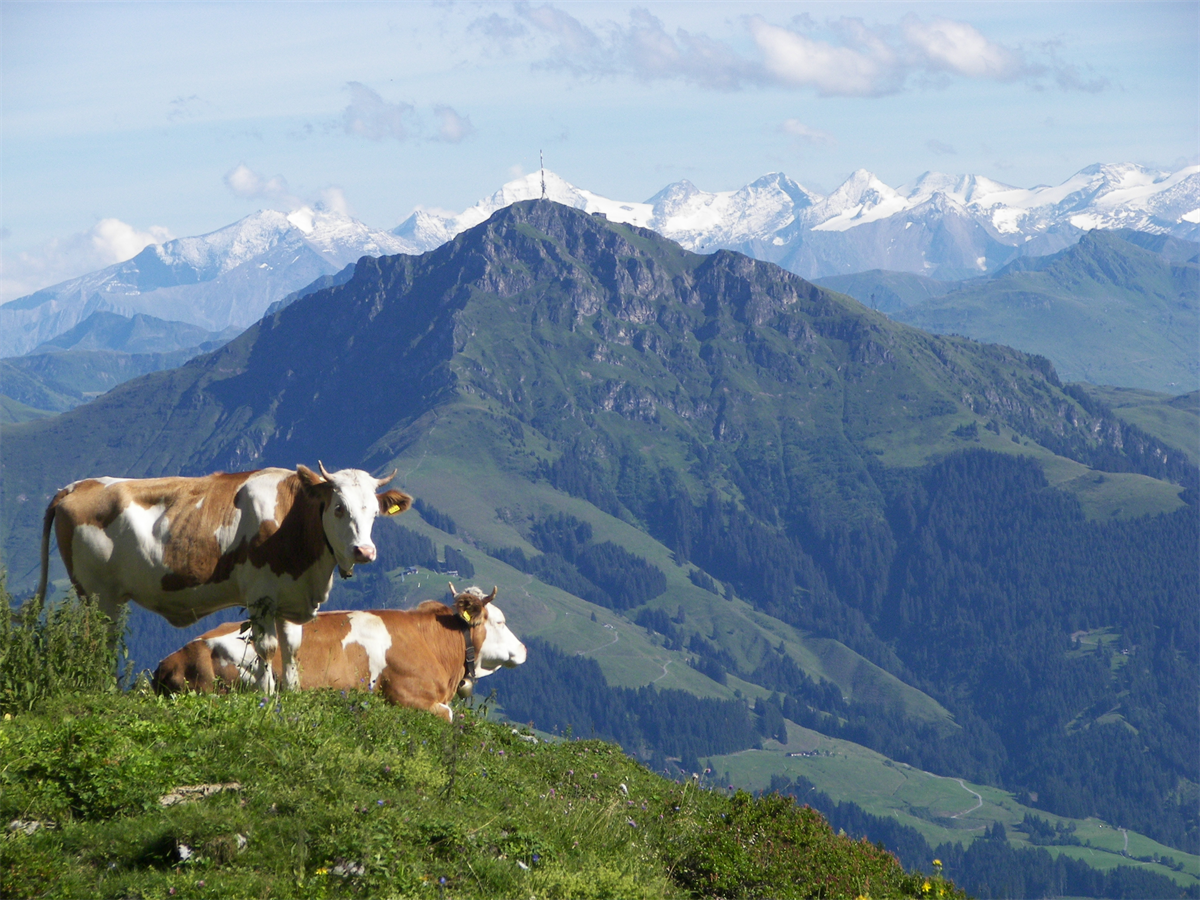 Zwei Kühe auf einer Almwiese, dahinter das Kitzbüheler Horn und die Gletscher der Hohen Tauern